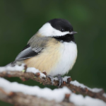 Black-capped chickadee