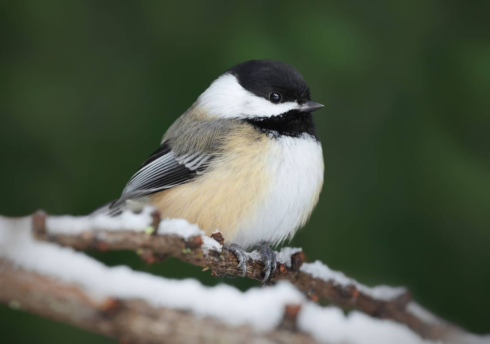 Winter Bird Watching in the Great Lakes