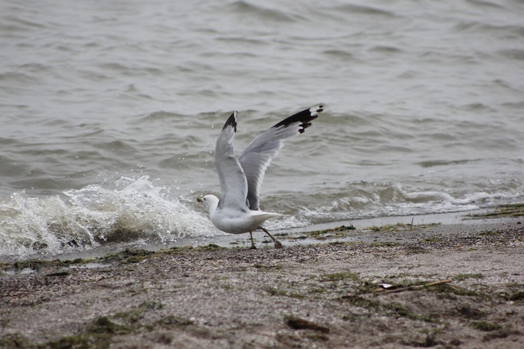 A seagull getting ready to take off over Lake Erie