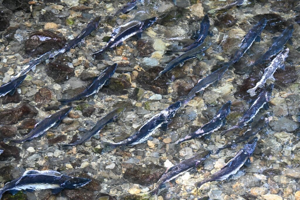 Salmon spawning in river.