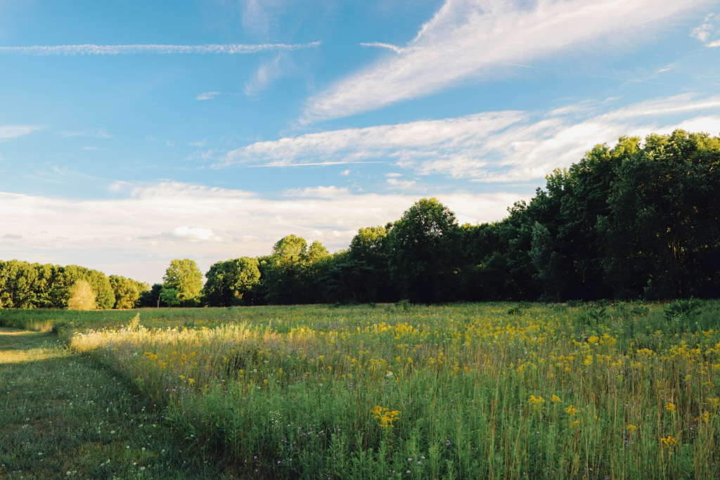 A sun-drenched meadow in late spring, featuring tall yellow goldenrod and wild grasses bordering a dense green deciduous forest under a bright blue sky with wispy white clouds.