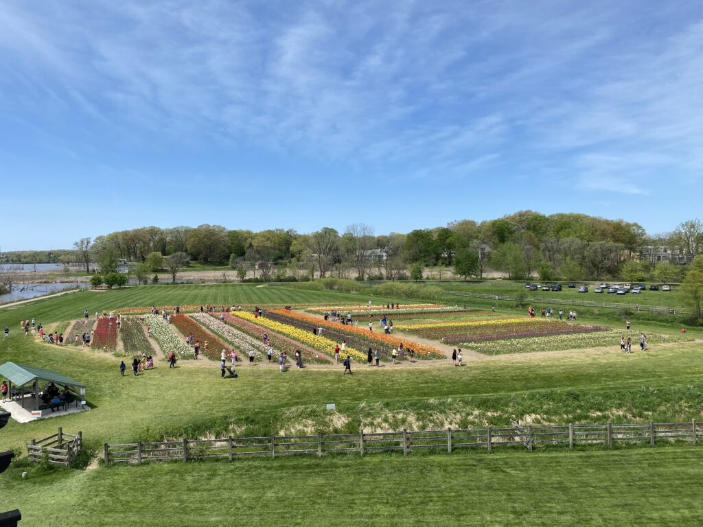 An overhead shot of a field of tulip lines with people strolling through the field
