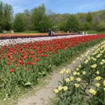 Field with red, yellow, and white tulips