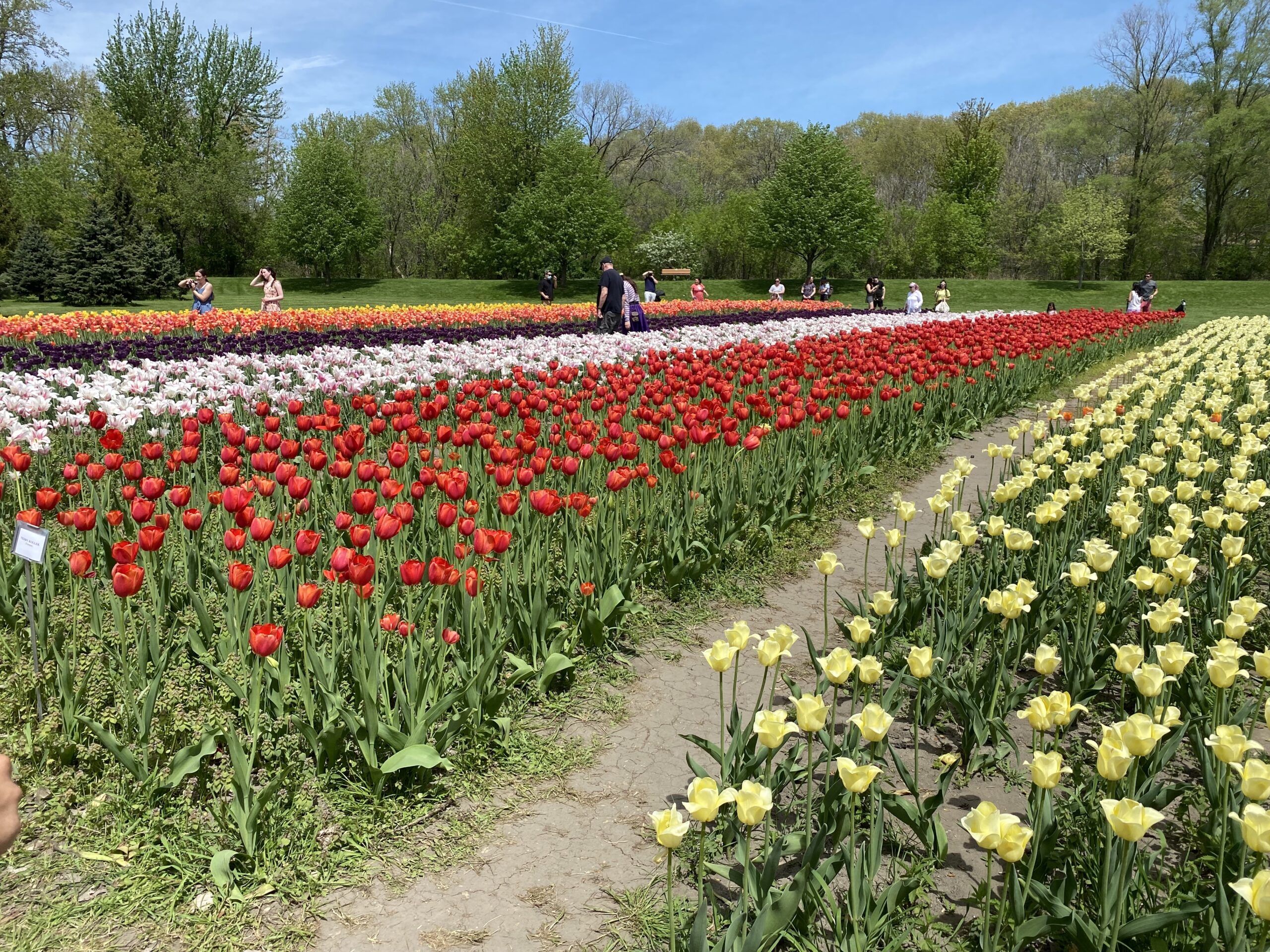 Tulip Time and the Dutch Roots of a Michigan Tradition