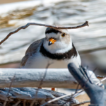 Piping Plover on a beach with driftwood