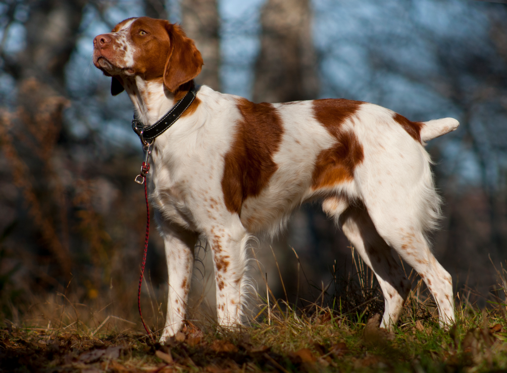 An American Brittany dog standing alert in profile on a green grass lawn.