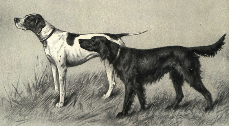 A vintage black and white illustration of a Pointer and an Irish Setter standing side by side in tall grass.
