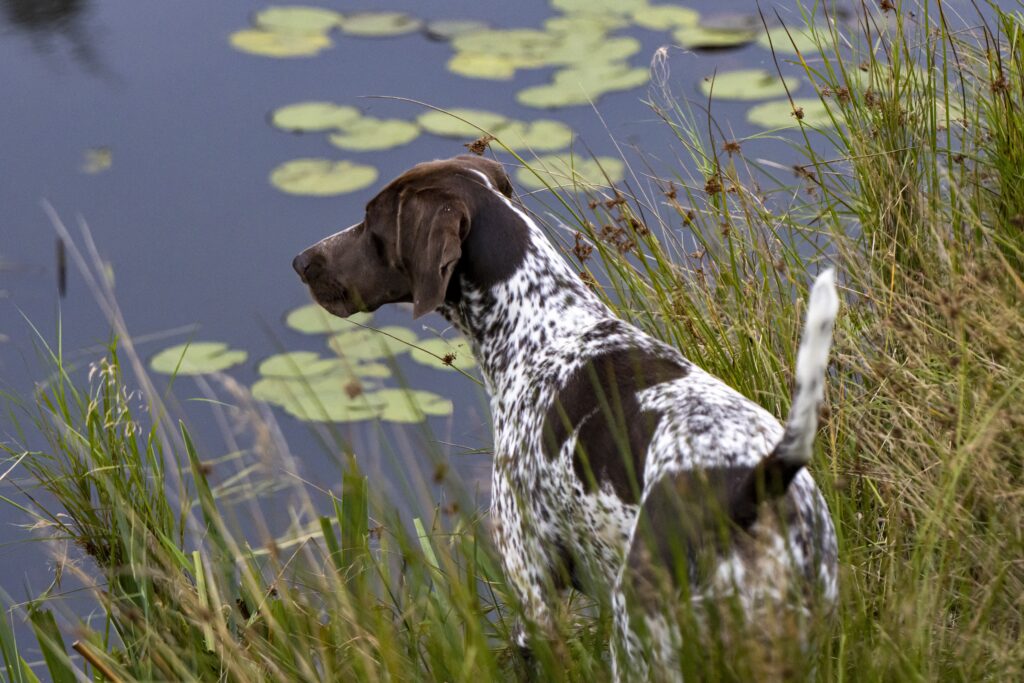 A German Shorthaired Pointer standing in tall grass at the edge of a pond, looking out toward lily pads in the water.