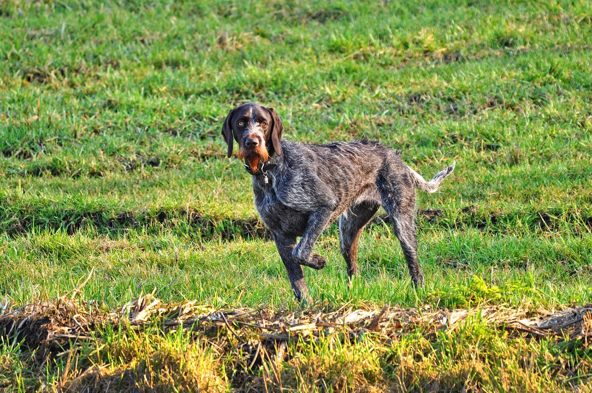 The History Of Pointing Dogs In the North Woods