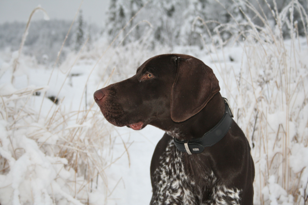 German shorthaired pointer standing in a snowy field looking to the side.