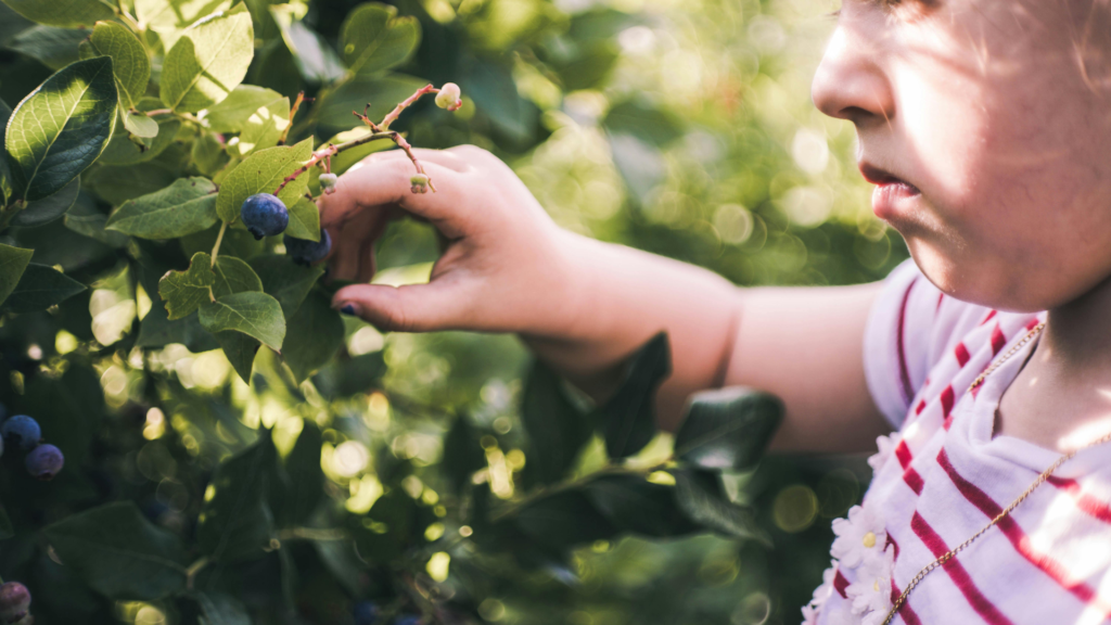 Child picking blueberries off blueberry bush