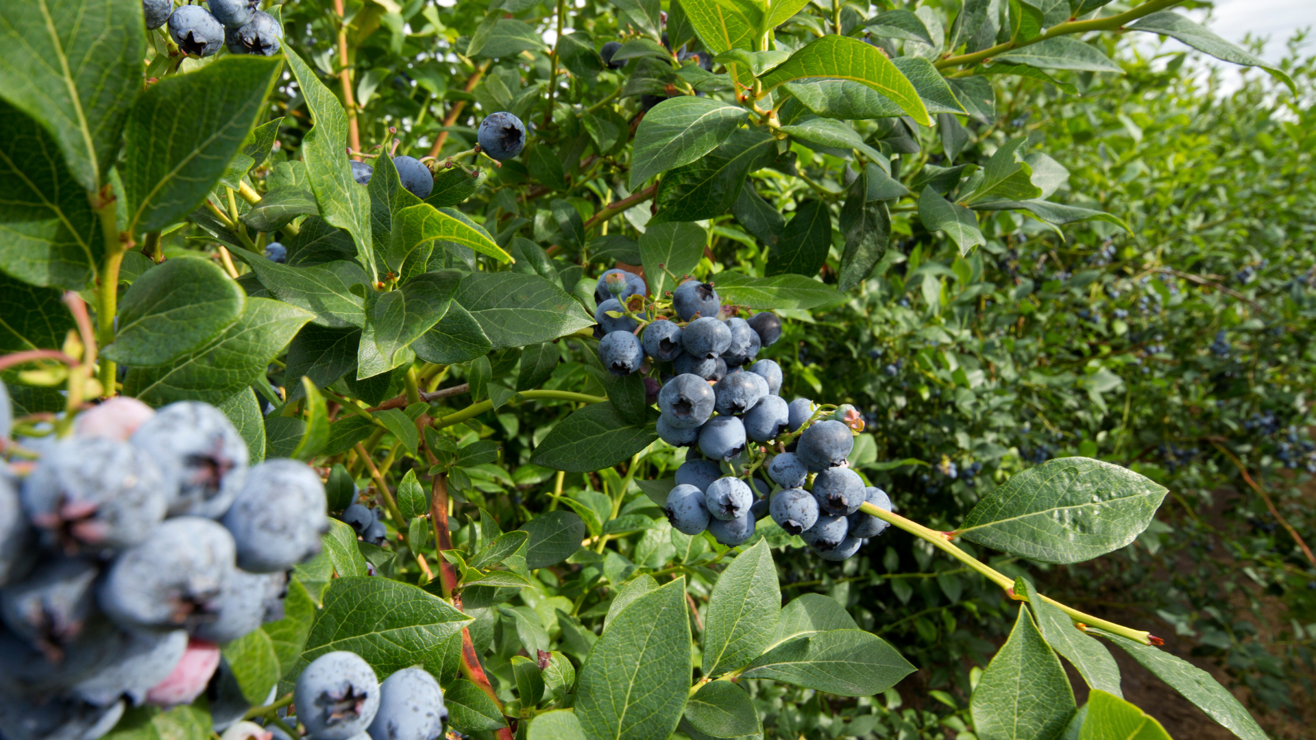 Blueberry Coast: Tracing the Roots of Michigan’s Family Farms