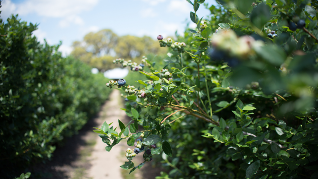 Blueberry farm with blueberry bushes 