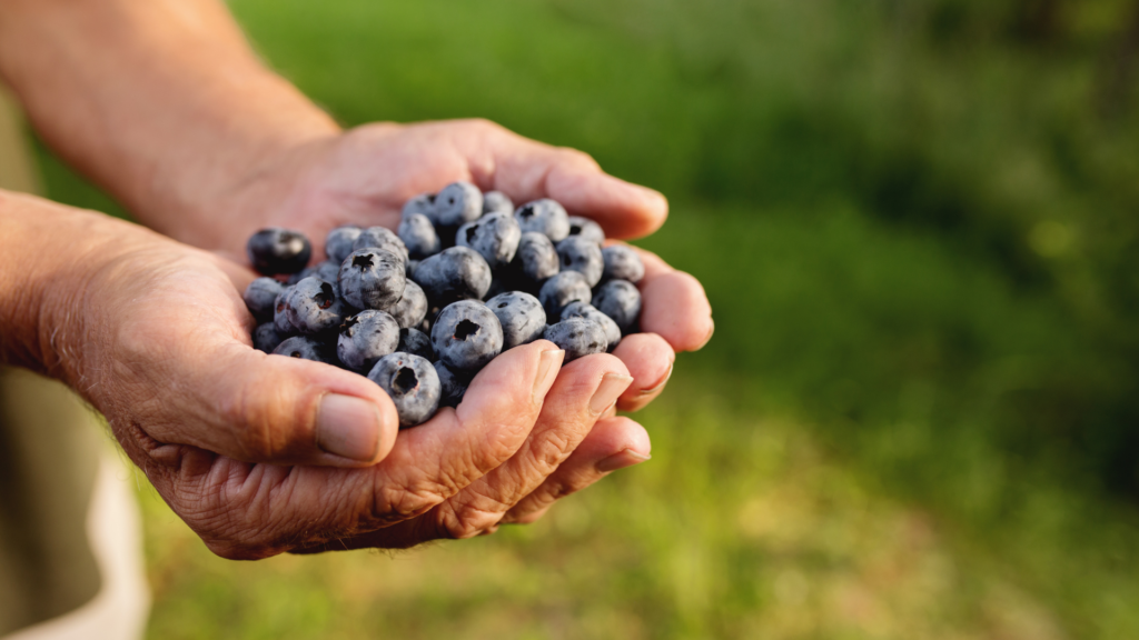 Hand holding blueberries by sunny blueberry fields in Michigan